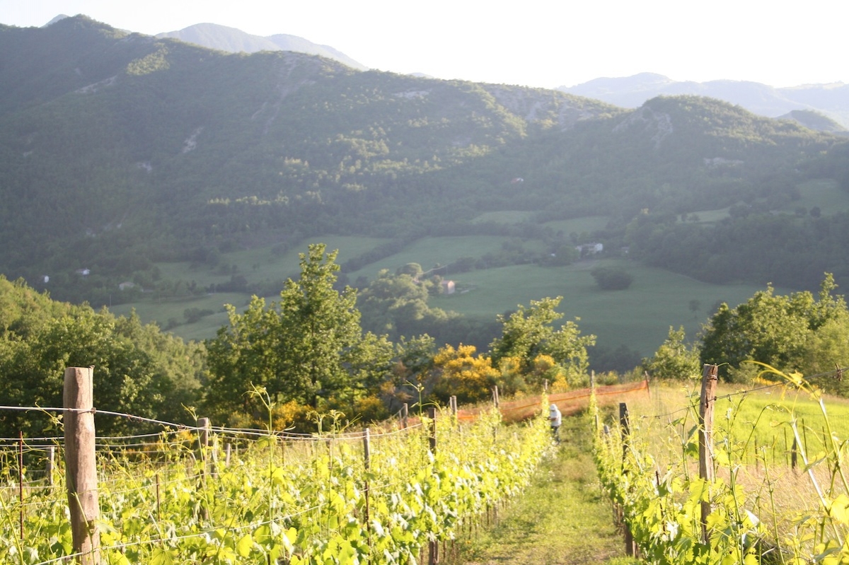 La vigna del Campino a Montegiusto