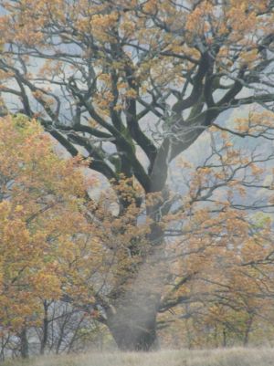 Roverella di Montegiusto autunno