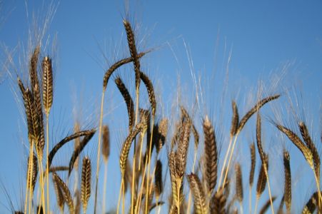 monococco di Montegiusto