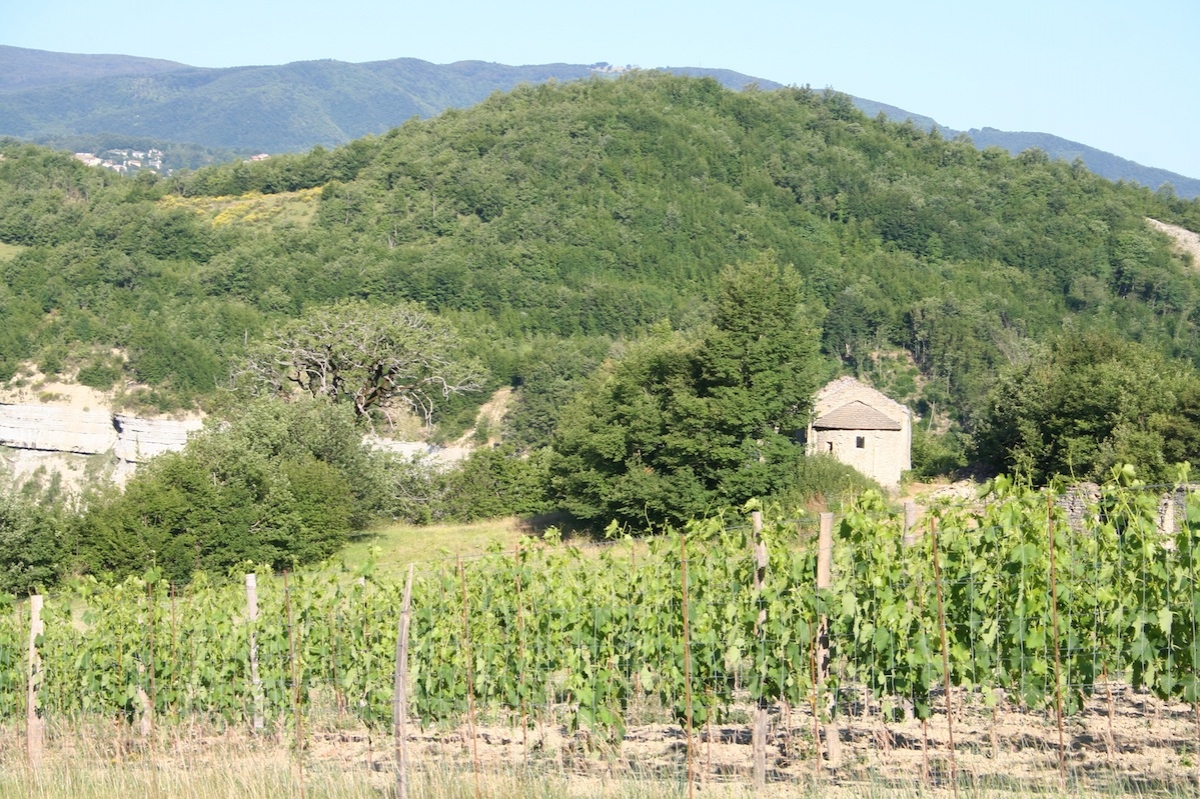 la vigna a Montegiusto