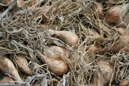 scalogno di Romagna