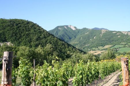 la vigna